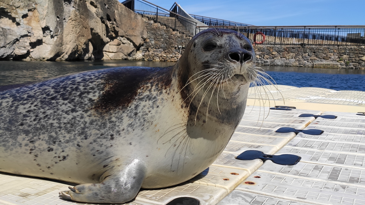 Foca do Aquarium Finisterrae
